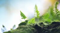 Fern Growing From The Tree