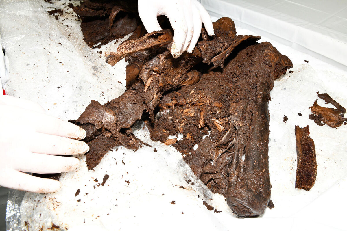 The lower limb bones found last October at the site in Bellaghy, Co Derry. The lower limb bones found last October at the site in Bellaghy, Co Derry.