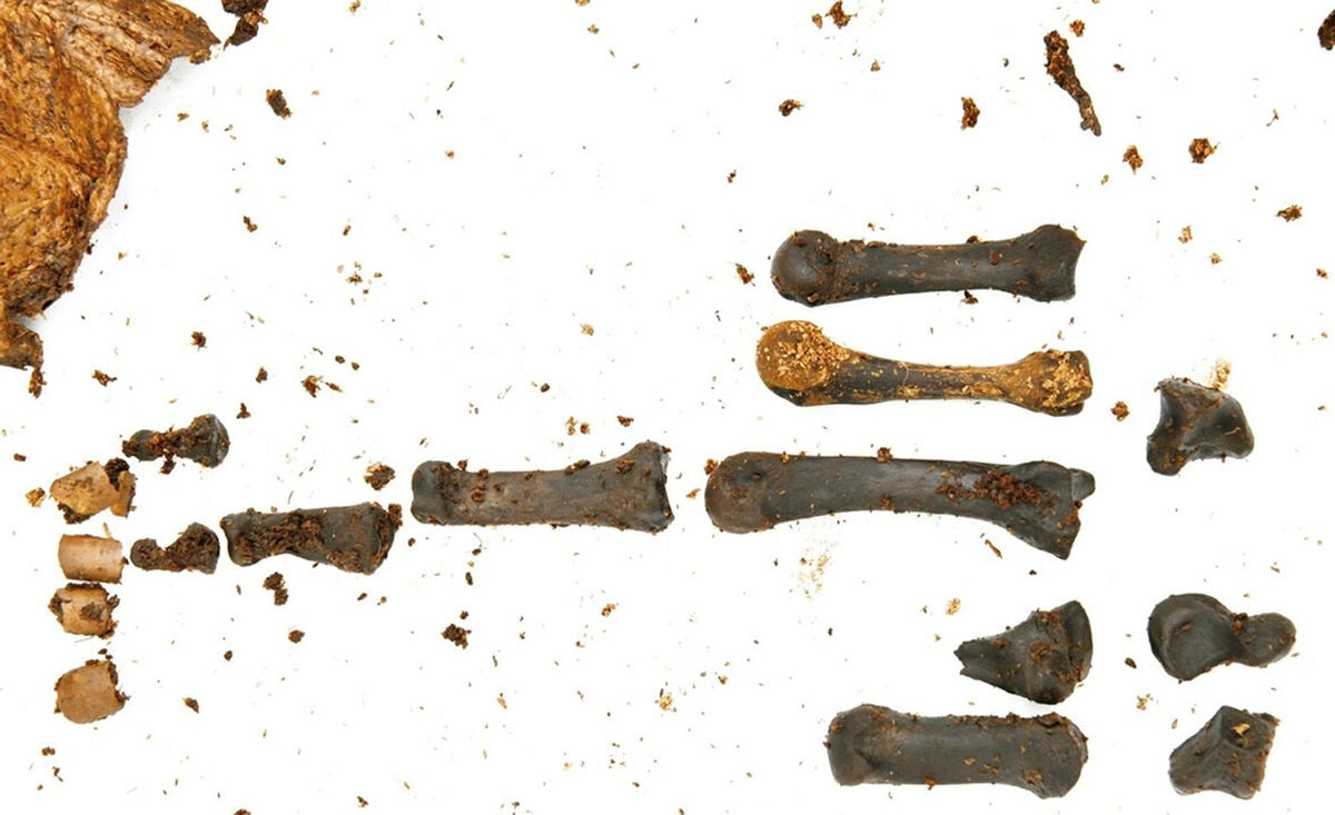 The left hand bones found last October at the site in Bellaghy. The left hand bones found last October at the site in Bellaghy.