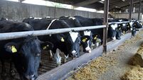 Taoiseach under fire over 'national herd' comments