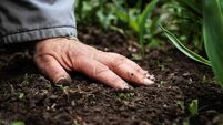 A female old hand on soil-earth. Close-up. Concept of old age-youth, life, health, nature