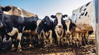 Utah dairy farm