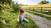 Four year old girl having fun outdoors, picking up flowers in nature