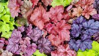 Heuchera