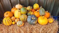 Where to go to pick pumpkins in Ireland in 2024
