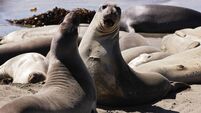 Elephant Seals Mirounga angustirostris Sparring