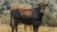 Bid to resurrect extinct cattle species by using long-horned muscular tauros 
