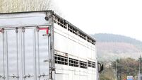 Letters to the Editor: Root cause of calves horror needs action