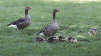 A Greylag Goose pair accompanies their two young