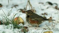 Redwing Feeding on Fallen Apples in Orchard