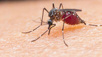 Malaria drug research