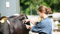 Female veterinarian at work
