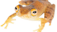 Seven new frogs discovered in Madagascar