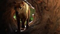 How a ‘putrid’ find in a museum cupboard could be the key to bringing the Tasmanian tiger back to life 