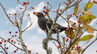 Blackbird