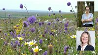 Businesses to fund wildlife ponds, hedgerows and woodlands on Irish farms as part of ReFarm project