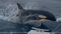 Richard Collins: A mother mad for revenge — or just boisterous orca play?