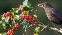 9 things you didn't know about holly, our favourite Christmas plant