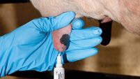 Preparation and hygiene are the two most important factors when drying off