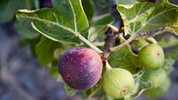 Figs