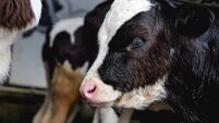 Dairy farm