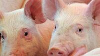 Election uncertainty stalls pig markets