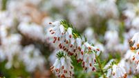 Erica white perfection in spring. Kubota Garden, Seattle, WA, USA