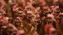 Egg Shortages Continue In The UK