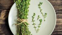 Fresh thyme bunch