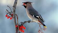 Bohemian waxwing with rowan berries (Bombycilla garrulus)