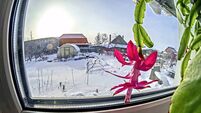 pink Christmas cactus flower on the windowill