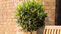 Wooden chair and bayleaf bush