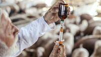 Close up of senior veterinarian preparing cure for ill pig. Selective focus on the syringe and the bottle with cure. Pig flu and