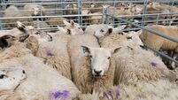 Sheep pen