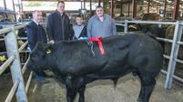New Cork Marts chief executive to take over in 2025