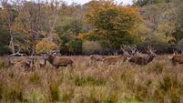 Watch: 36 hours in Killarney National Park