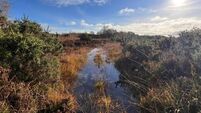 Paving over progress — what Ardee Bog means for Ireland’s climate future 