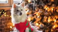 Cheerful dog sitting in a chair by the Christmas tree