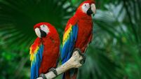 scarlet macaws