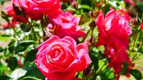Rose garden
