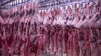 The meat processing plant. carcasses of beef hang on hooks.