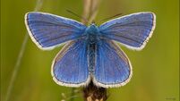 Good summer gives butterflies boost