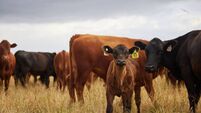 Herd of cows grazing, roaming and breeding on cattle farm, field and rural meadow in the countryside. Dairy animals, bovine and