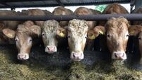 Brian Reidy: Grazing late in the year? Time to consider next year