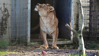 Ukraine lionesses at Five Sisters Zoo