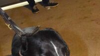 Dog-by-dog guide for the 2024 Irish derby final