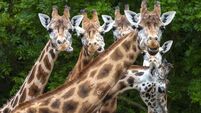 US moves to list giraffes under Endangered Species Act for first time