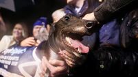 Bockos Diamond after winning the Irish Greyhound Derby 23/11/2024