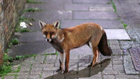 Urban fox research