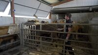 Liver fluke: Practical diagnosis and treatment in cattle